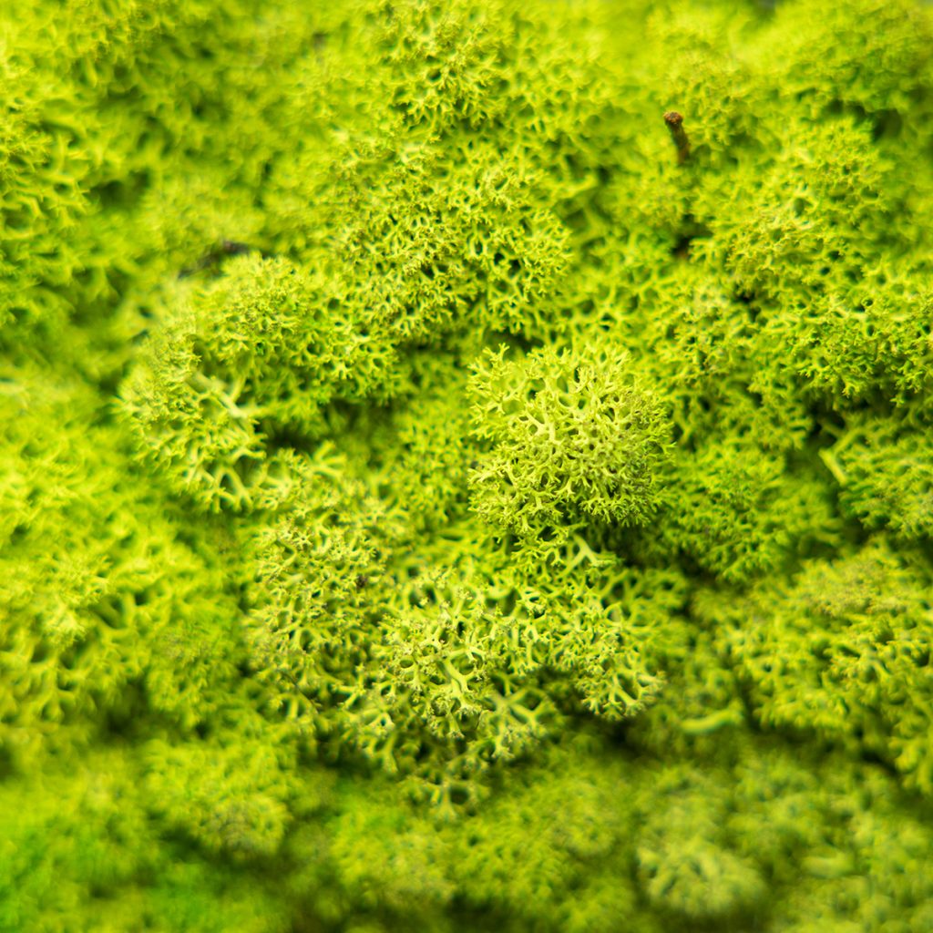 Image 2 de 4 dans la galerie Panneau de Mousse